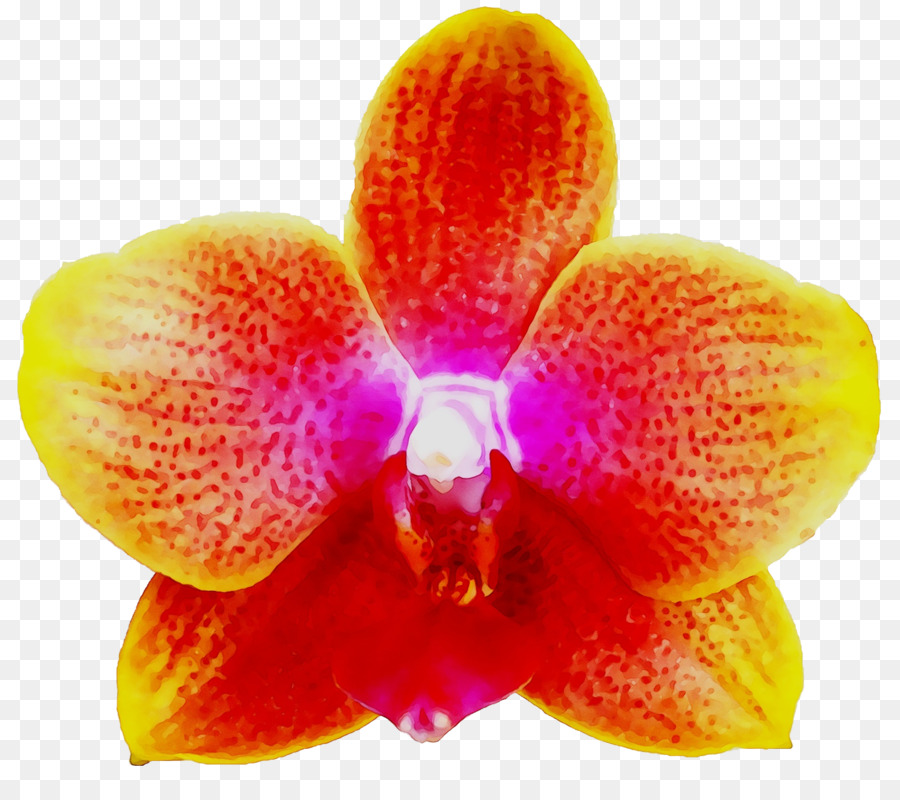 Orquídea，Floración PNG