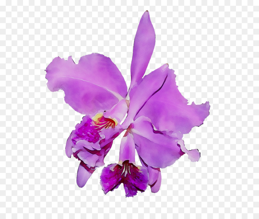 Orquídea Rosa，Floración PNG