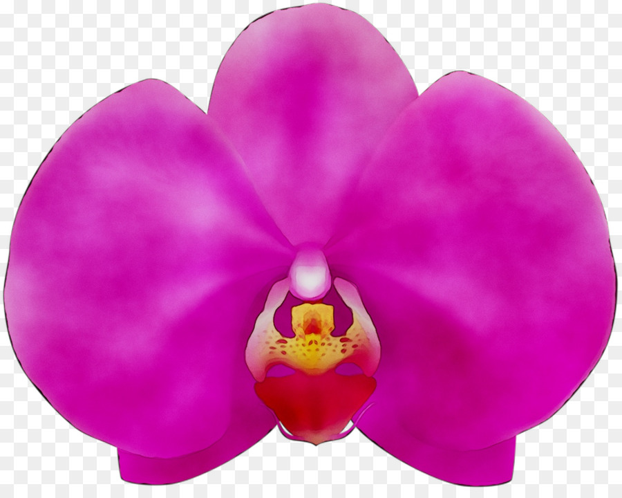 La Polilla De Las Orquídeas，Rosa M PNG