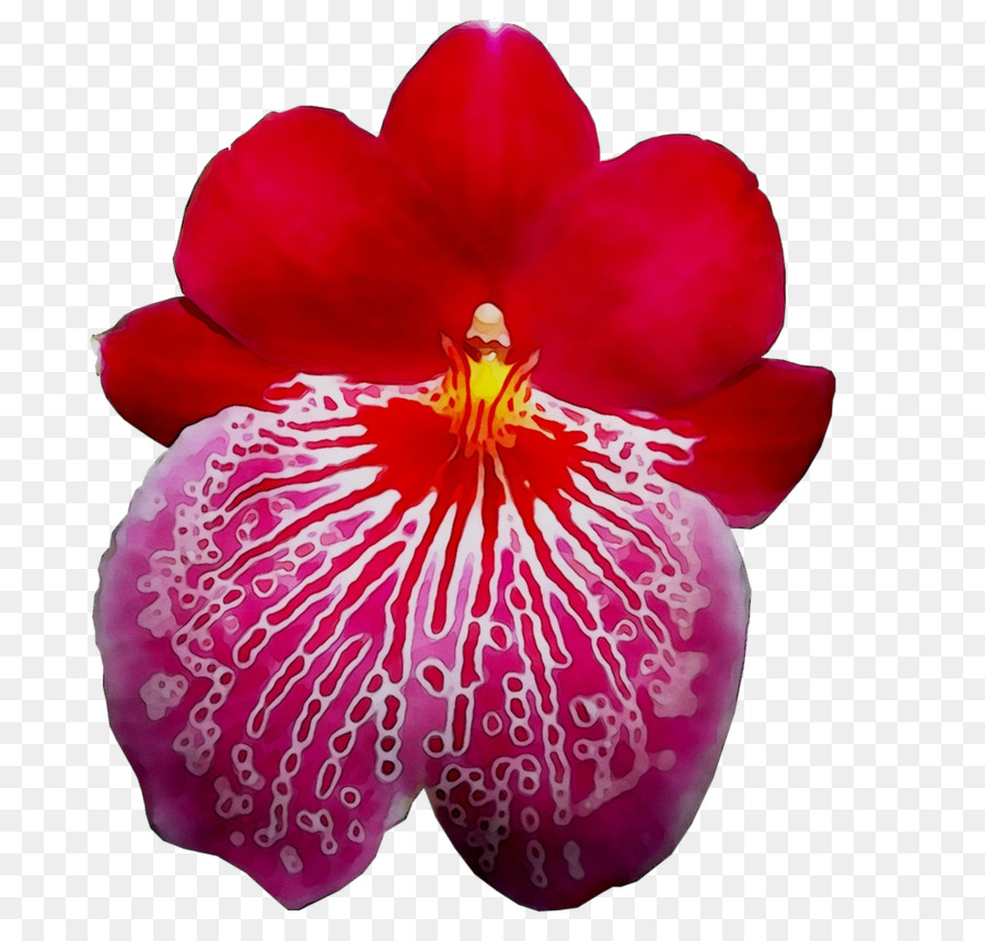 Orquídea，Planta PNG