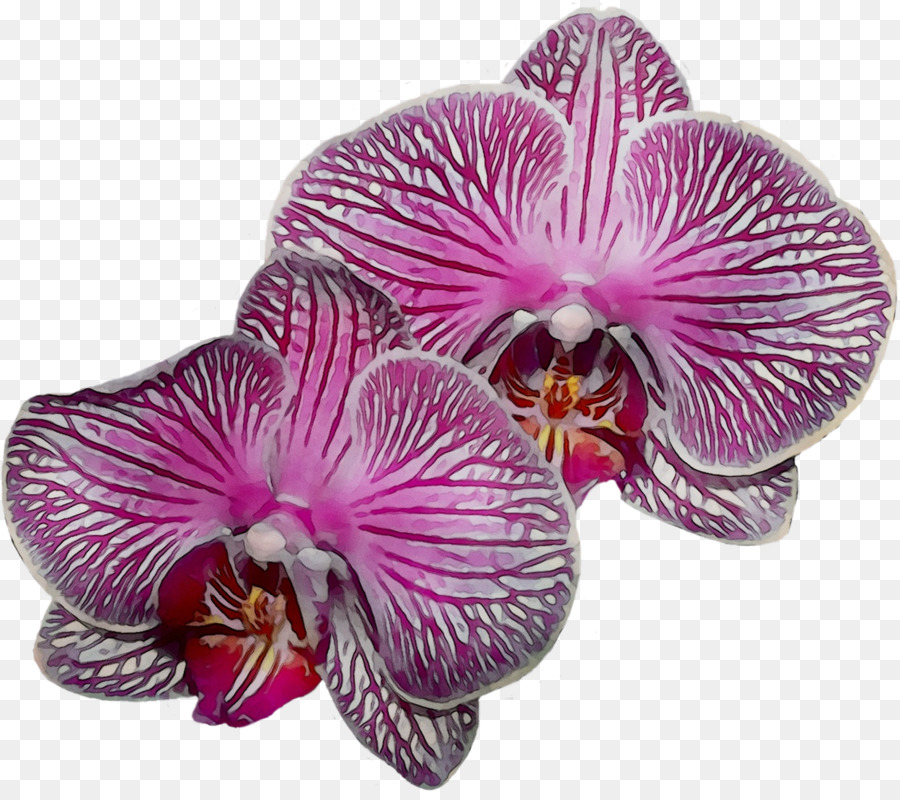 Flores De Orquídeas，Orquídea PNG