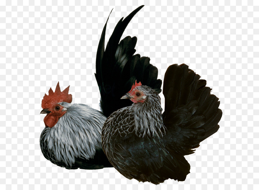 Pollo Y Pollito，Gallina PNG