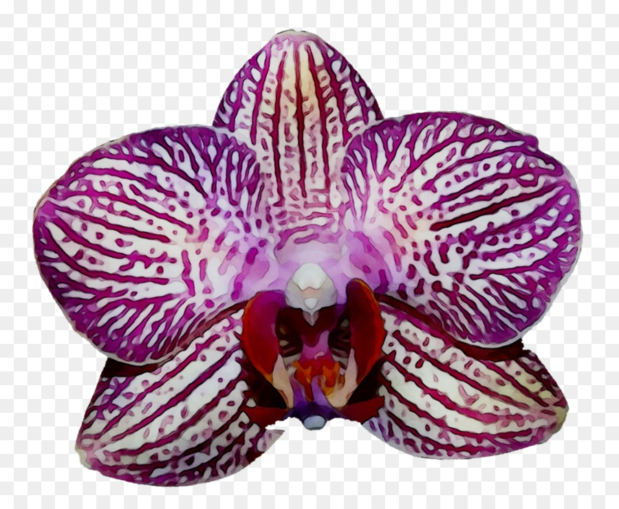 Flor，Orquídea PNG