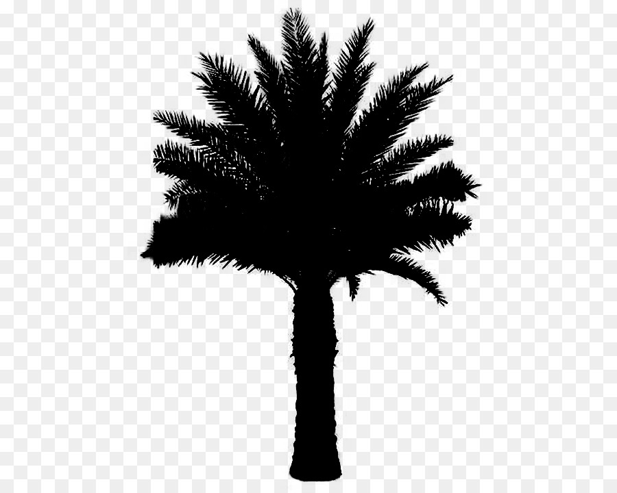 Palmera，Planta PNG