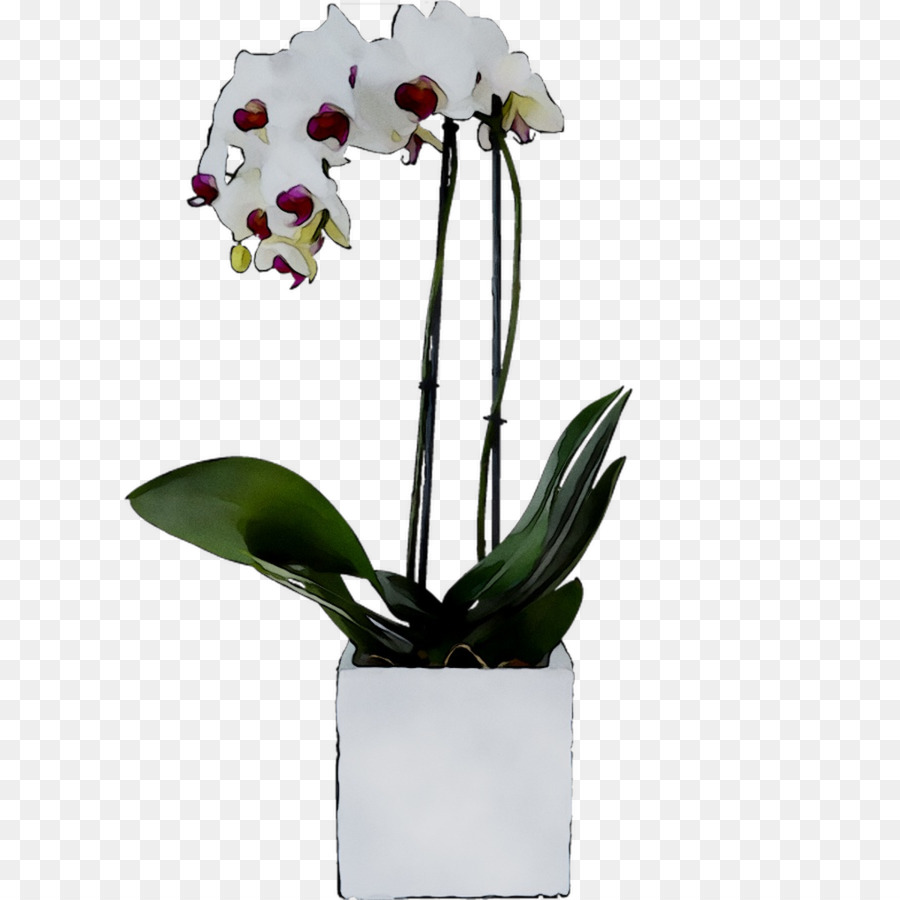 Orquídea，Flor PNG