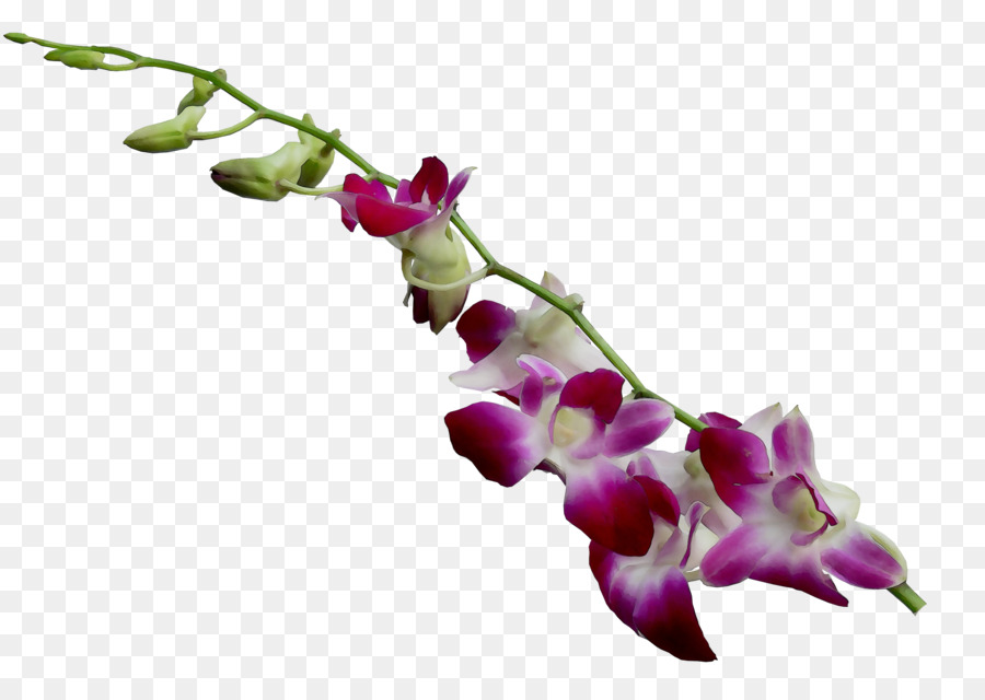 La Polilla De Las Orquídeas，Tallo De La Planta PNG