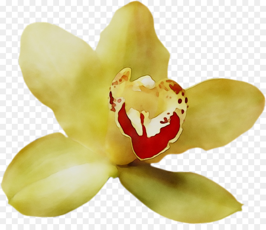 Orquídea，Planta PNG