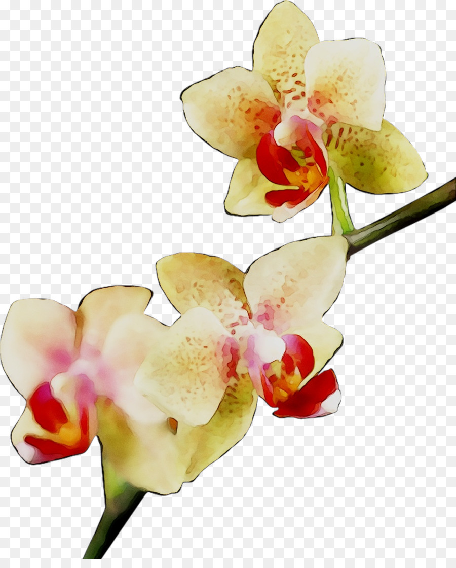 Orquídea Roja，Planta PNG