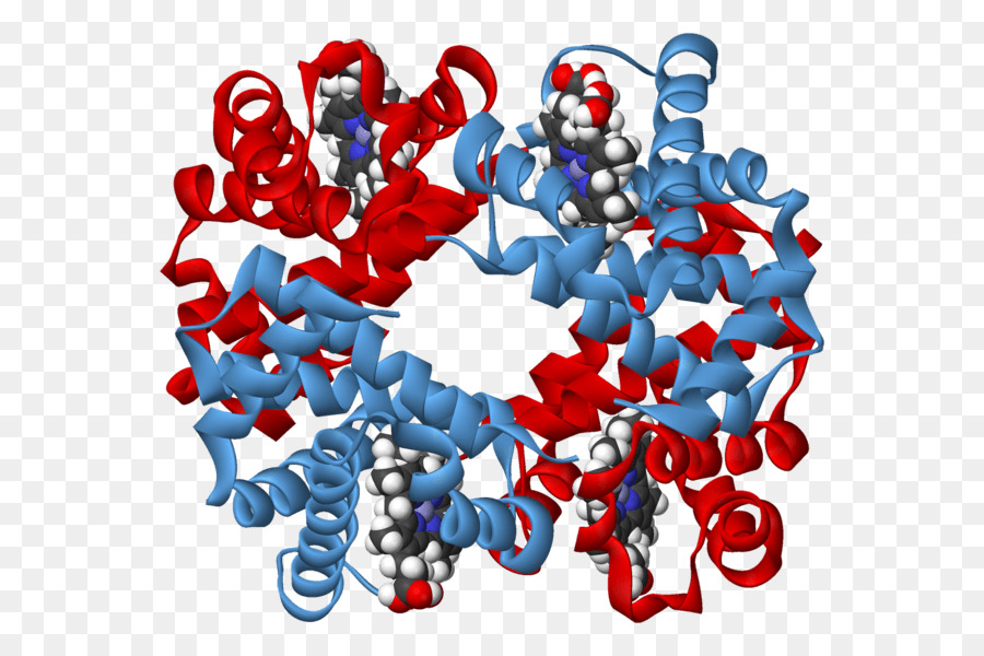 Bioquímica，Carbohidrato PNG