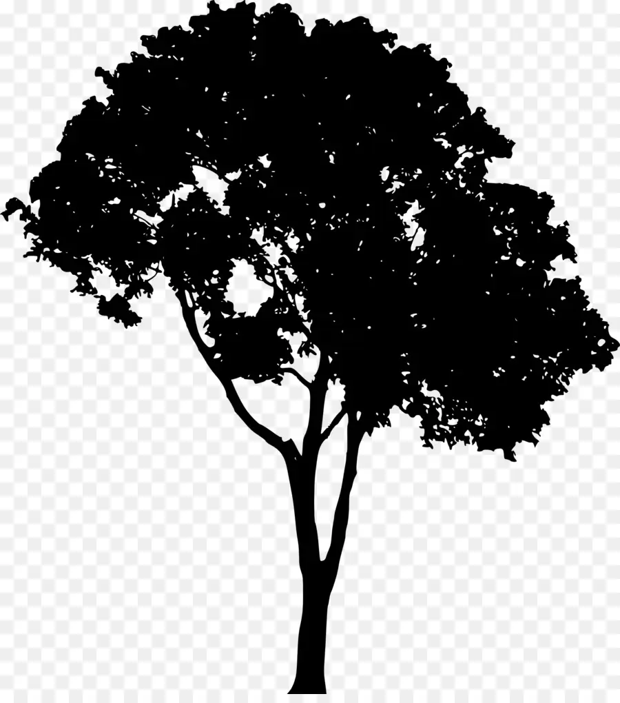 Silueta De Arbol，Sombra PNG