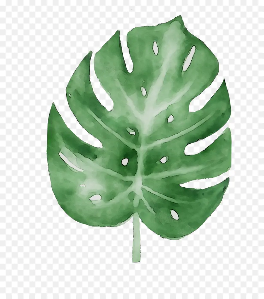 Hoja Verde，Planta PNG