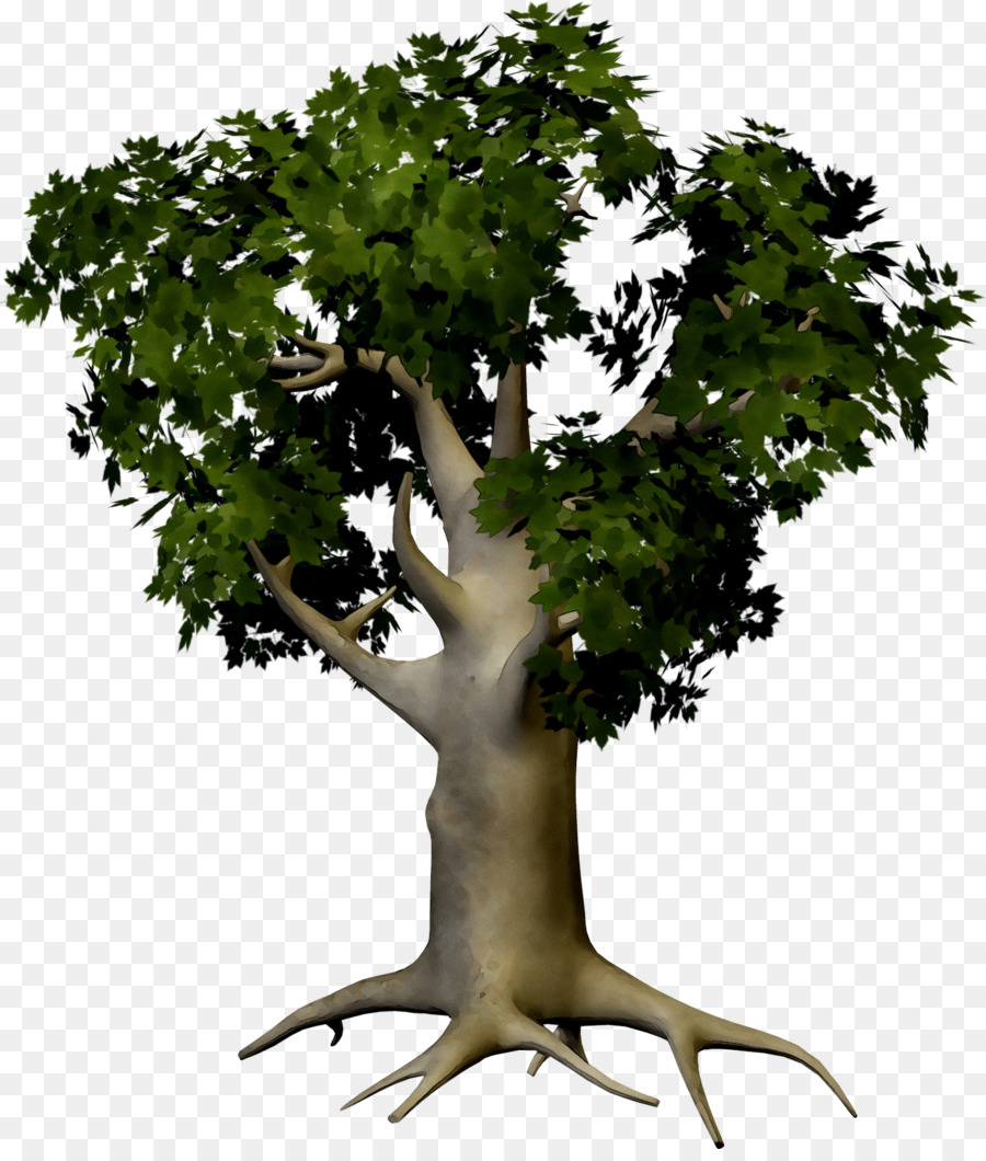 Árbol，Rama PNG