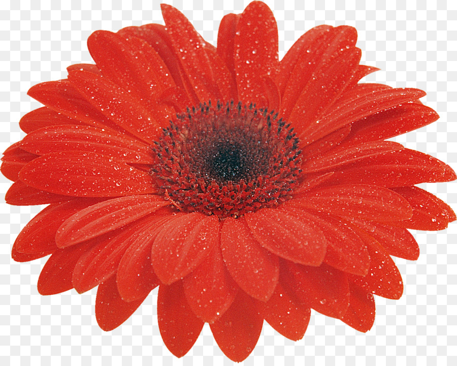 Transvaal Daisy，Flor PNG