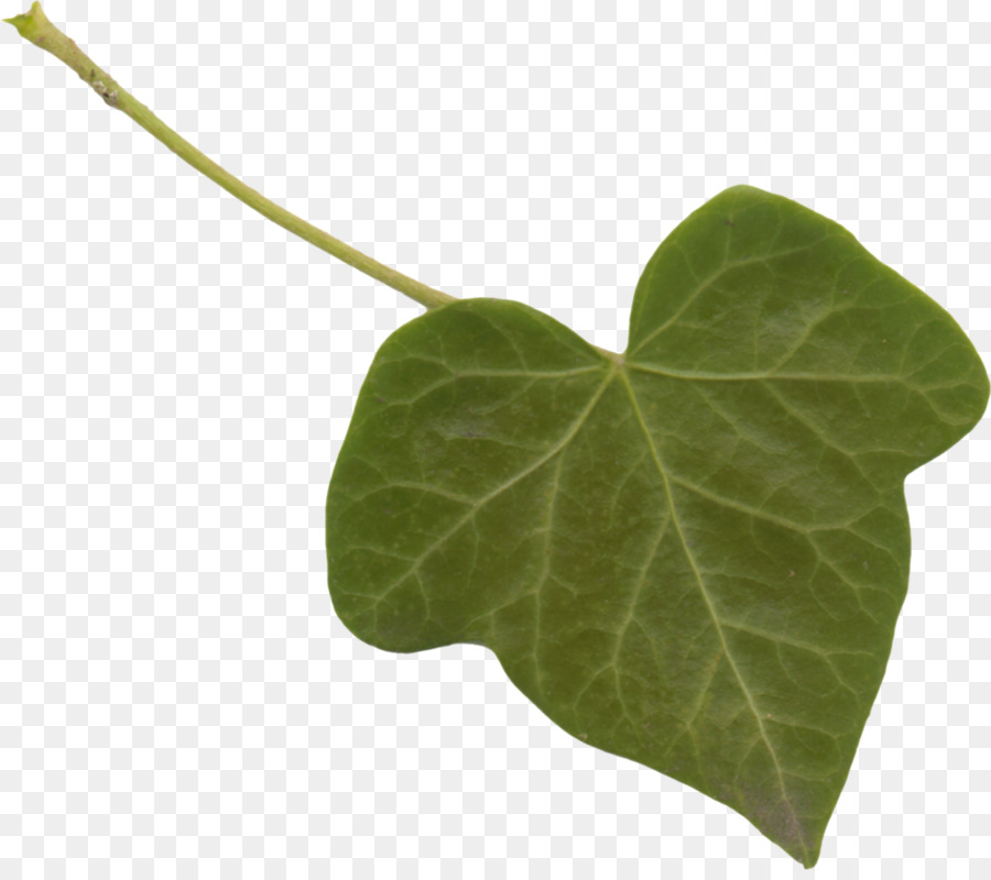 Hoja，Tallo De La Planta PNG