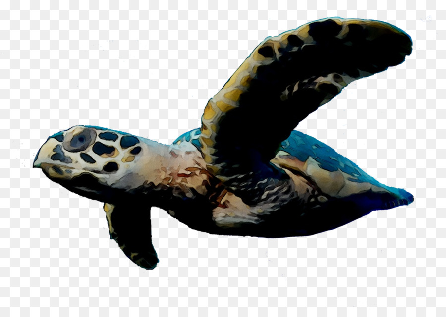 Tortuga Boba，Tortuga PNG