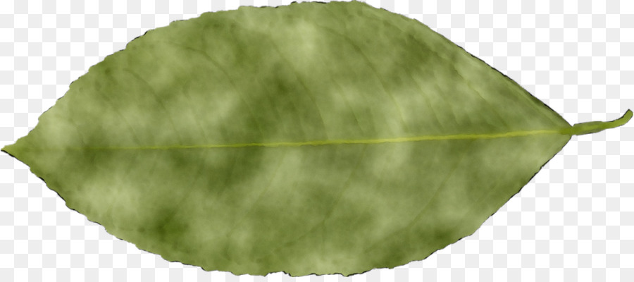 Hoja Verde，Naturaleza PNG