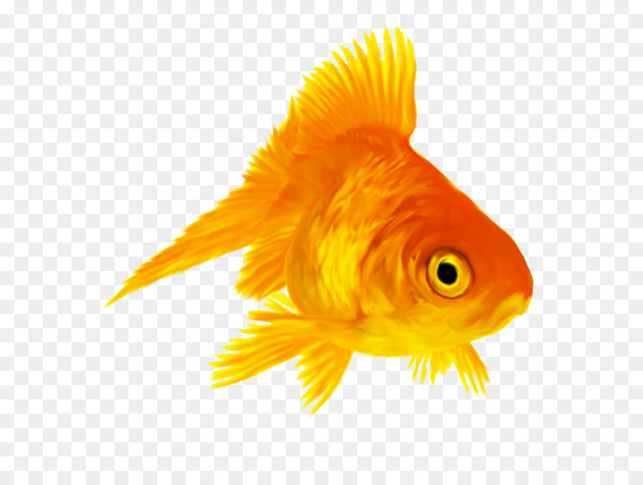 Comunes De Peces De Colores，Tapa Roja Oranda PNG