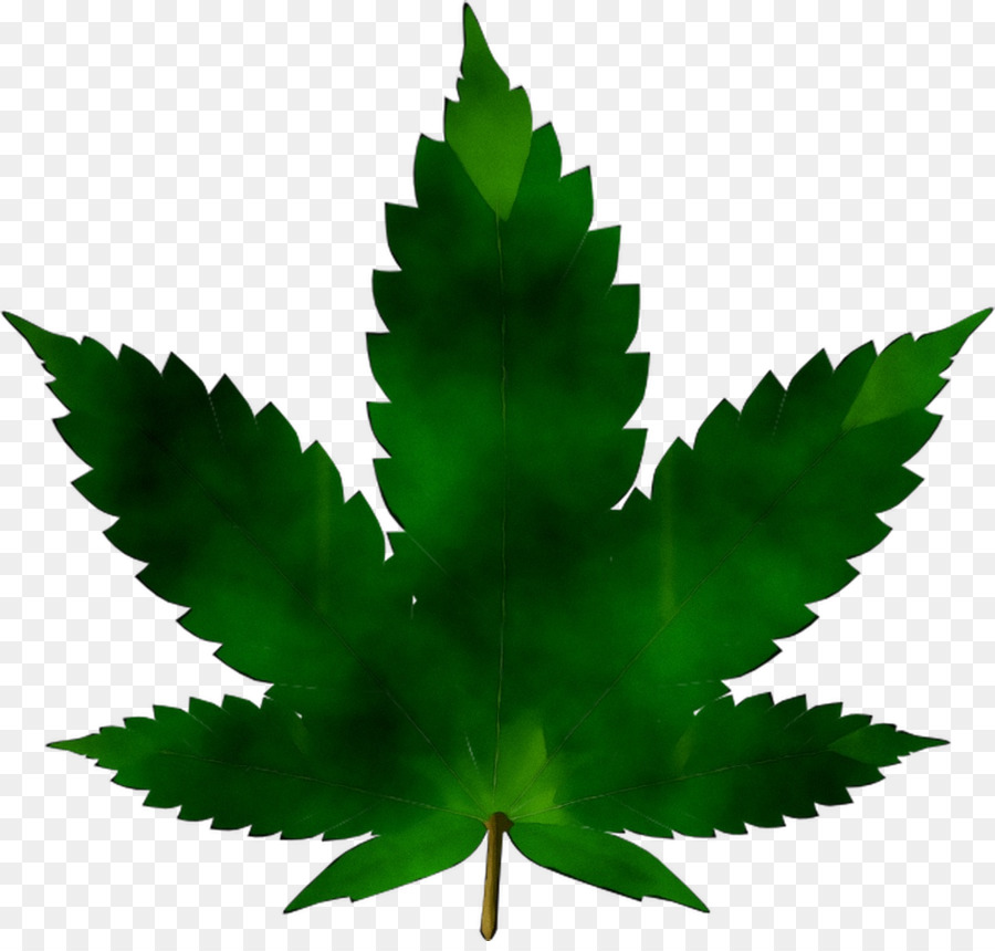 Cannabis Sativa，El Cannabis PNG