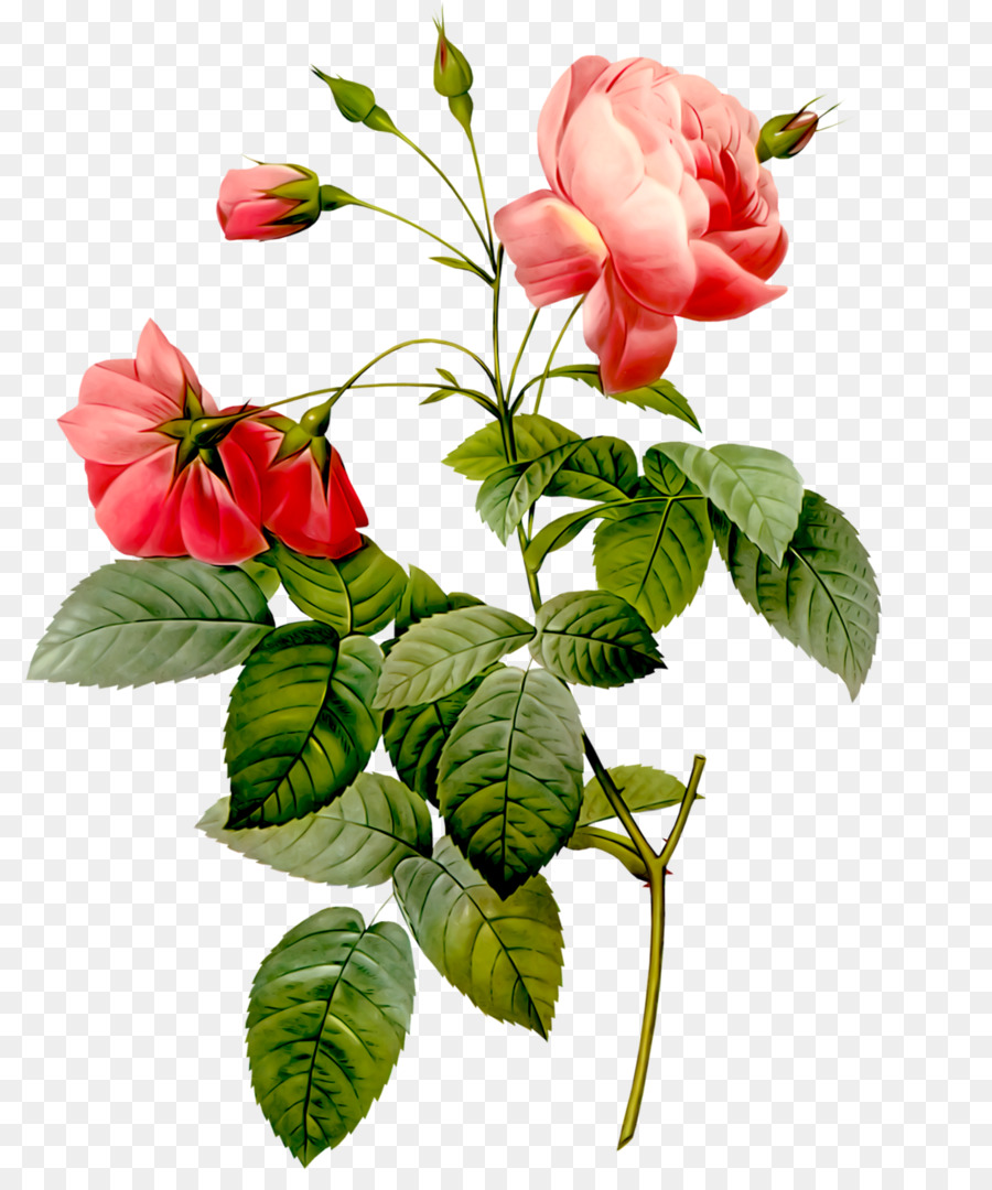Redoute Rosas，Redoute Rosa Impresiones PNG