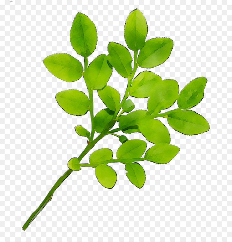 Iherb，Boxberry PNG