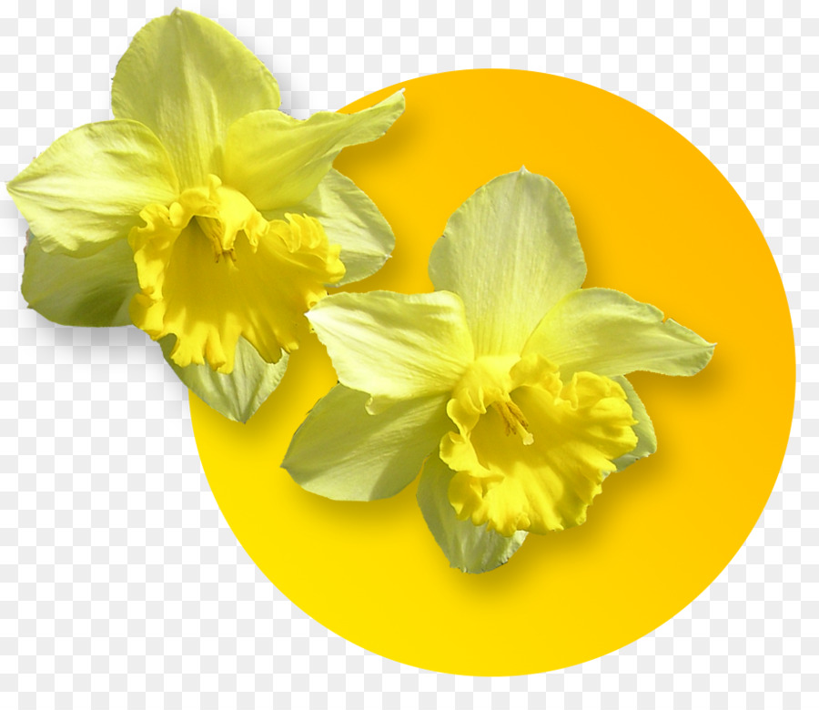 Narciso，Narcissus PNG