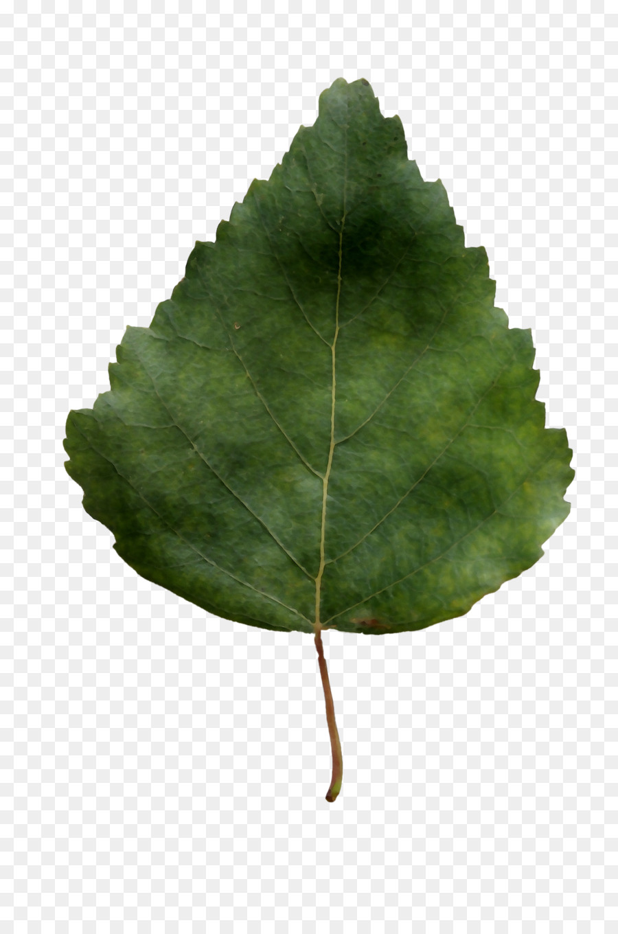 Hoja，Árbol PNG