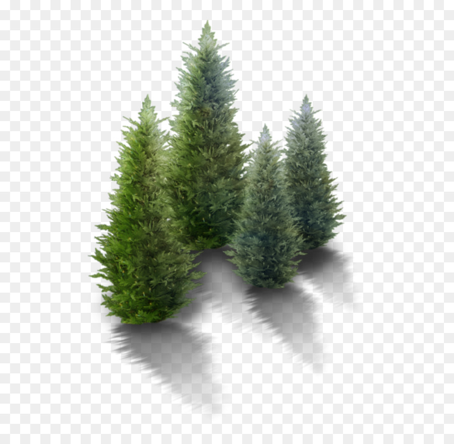 Árbol，Naturaleza PNG