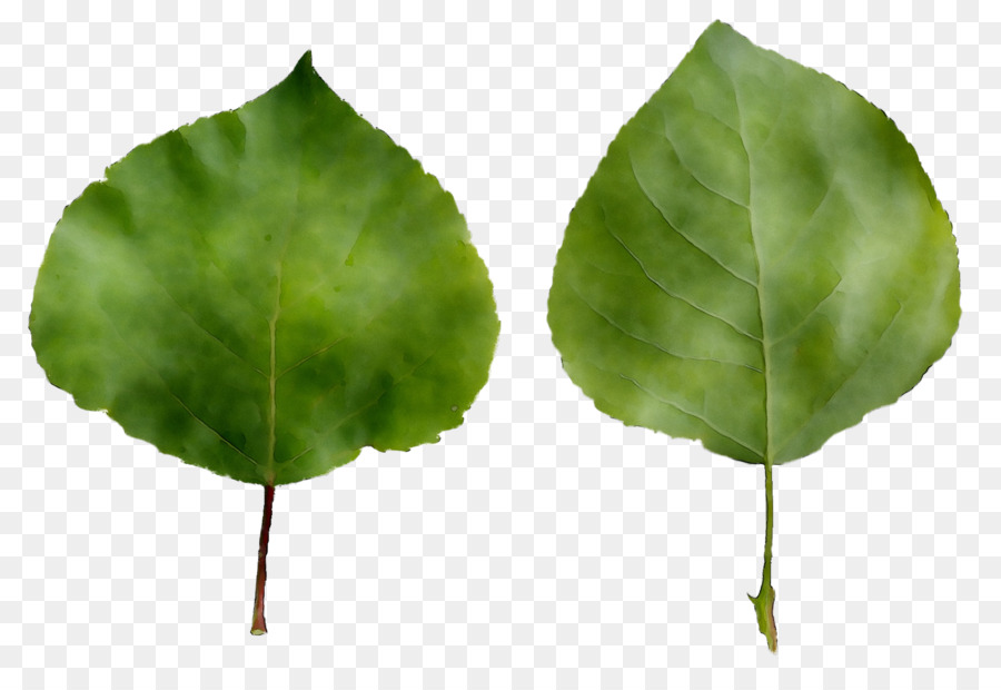 Hoja，Blechum Pyramidatum PNG