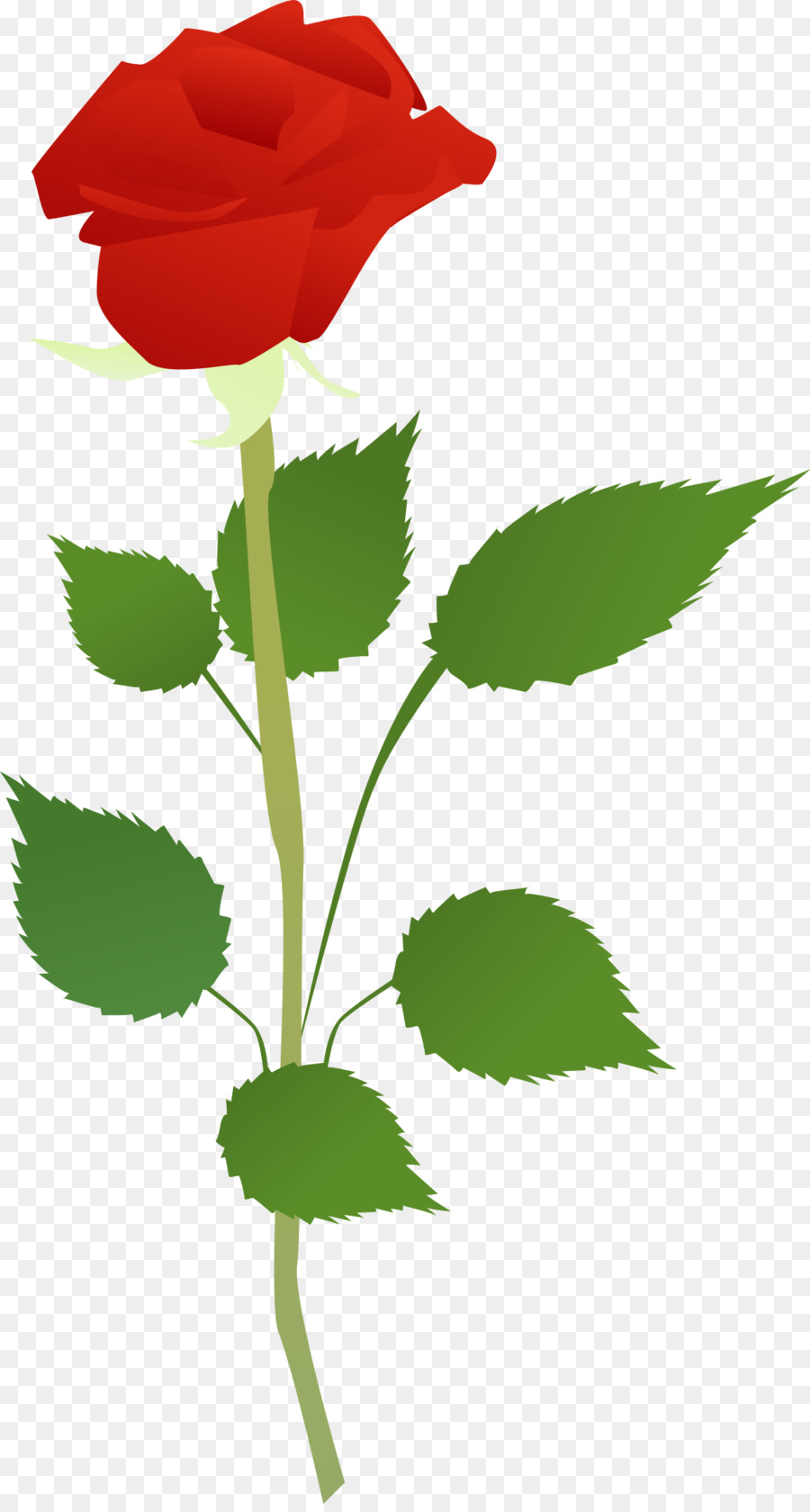 Rosa，Rojo PNG