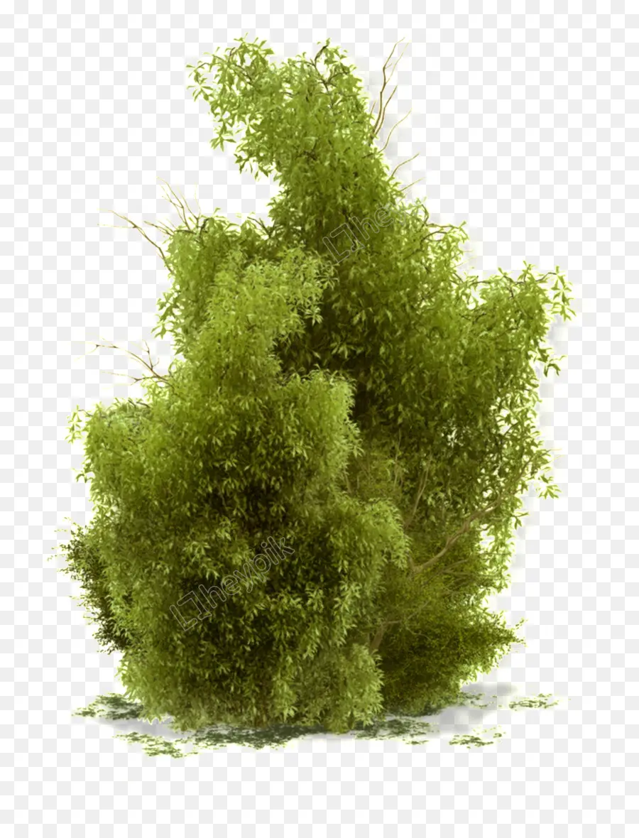 Arbusto，Árbol PNG