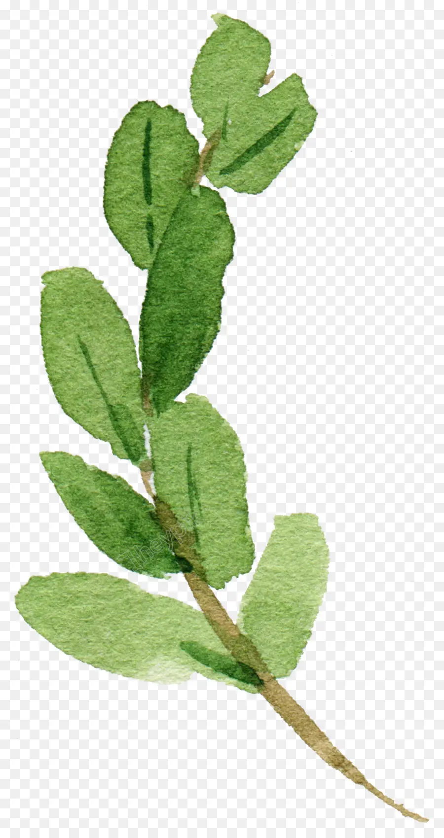 Hoja Verde，Planta PNG