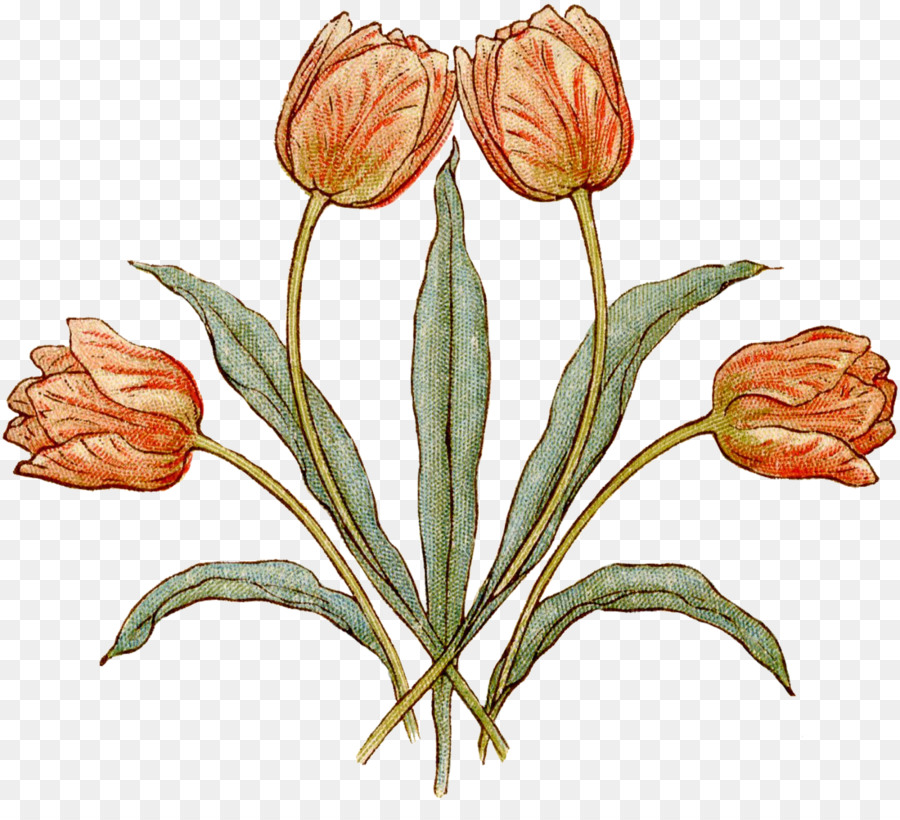 Tulipanes Amarillos，Florecer PNG