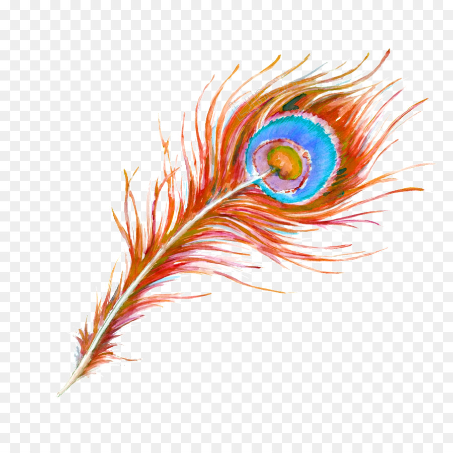 Pluma，Pavo Real PNG