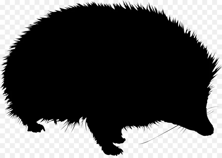 El Erizo，Porcupine PNG