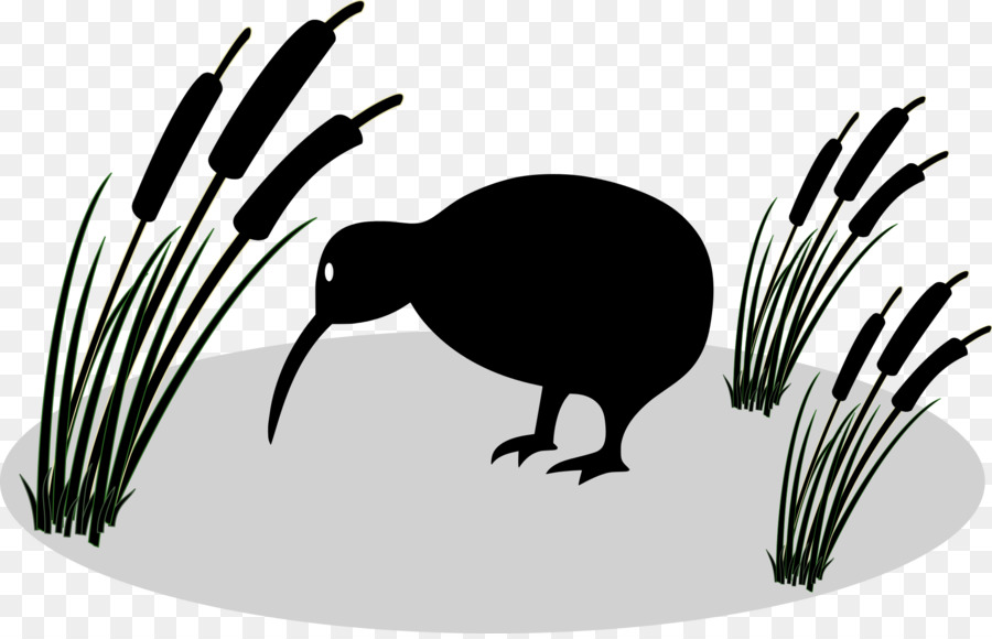 Aves，Poco Kiwi Manchado PNG