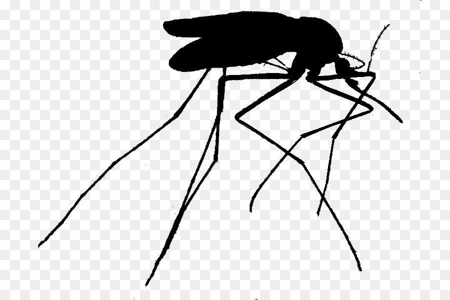 Mosquito，Blanco Blanco M PNG