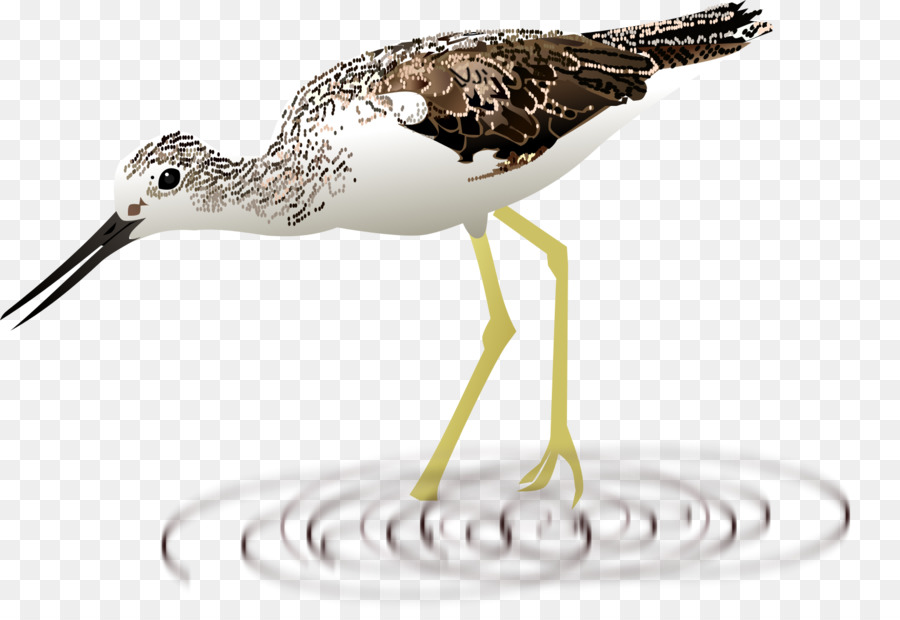 Aves，Común Greenshank PNG