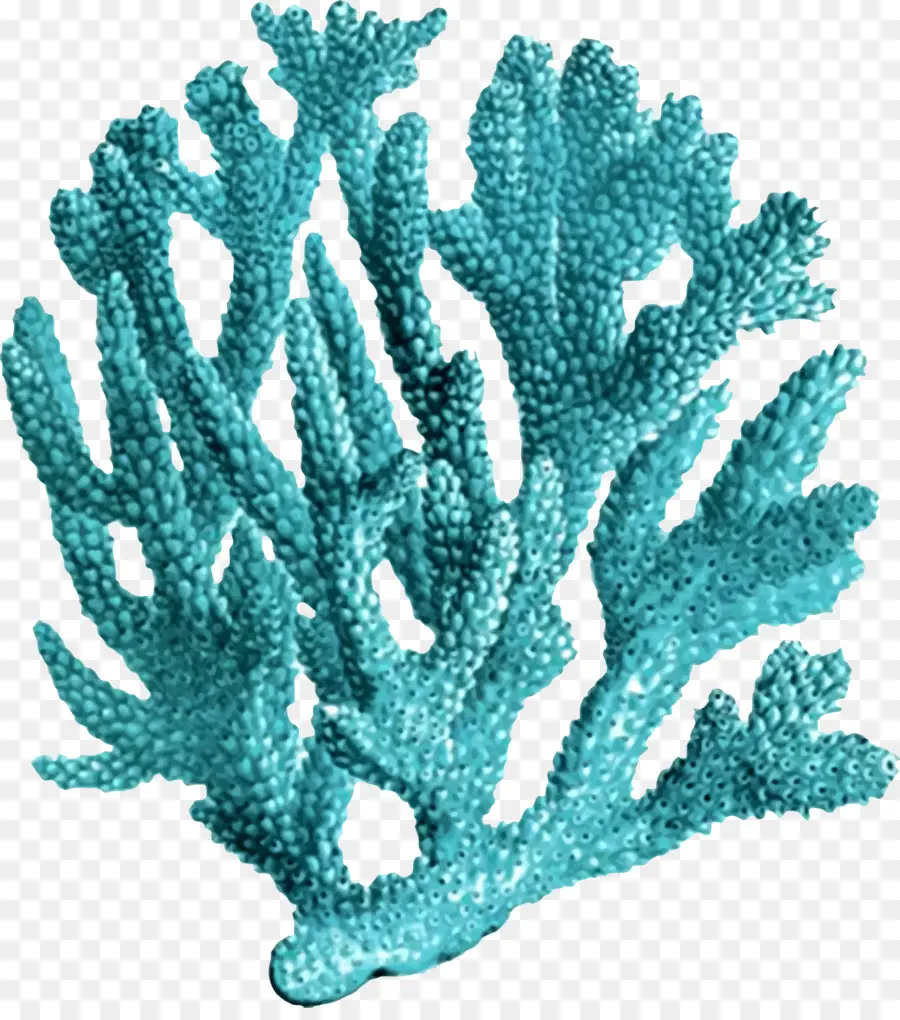 Coral，Coral Precioso PNG