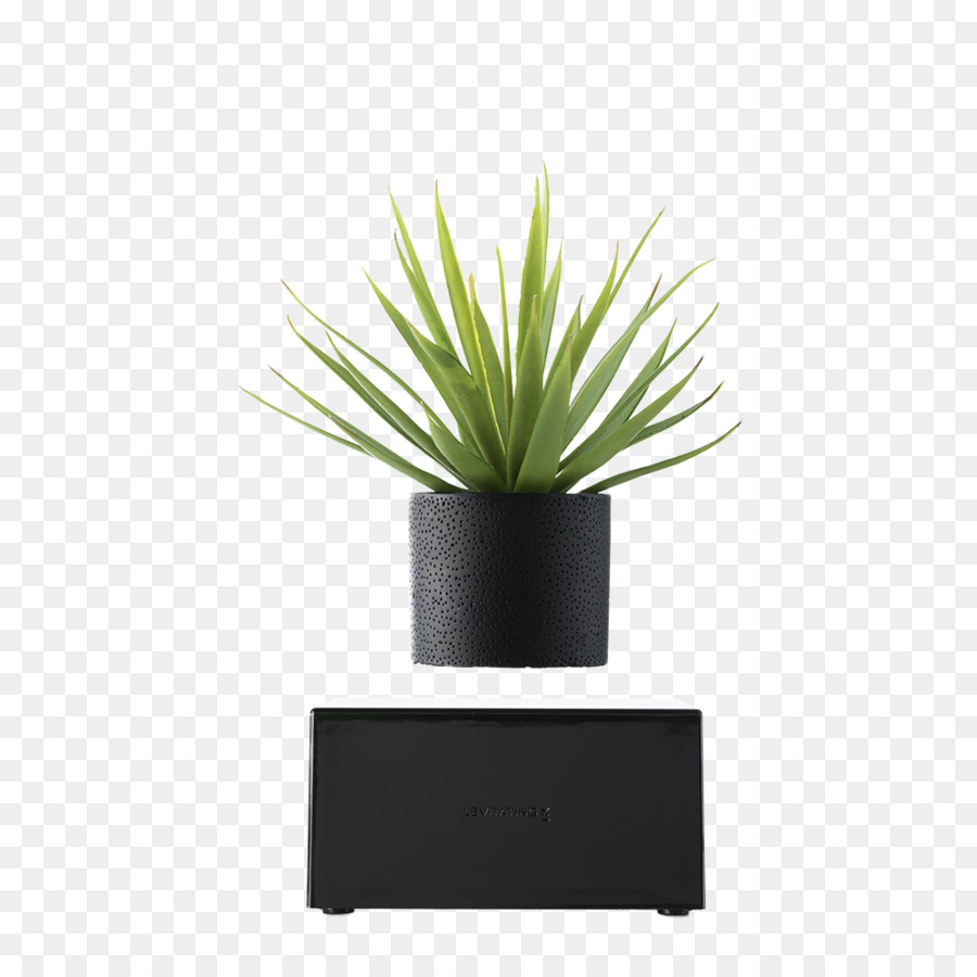 Florero，Planta De Interior PNG