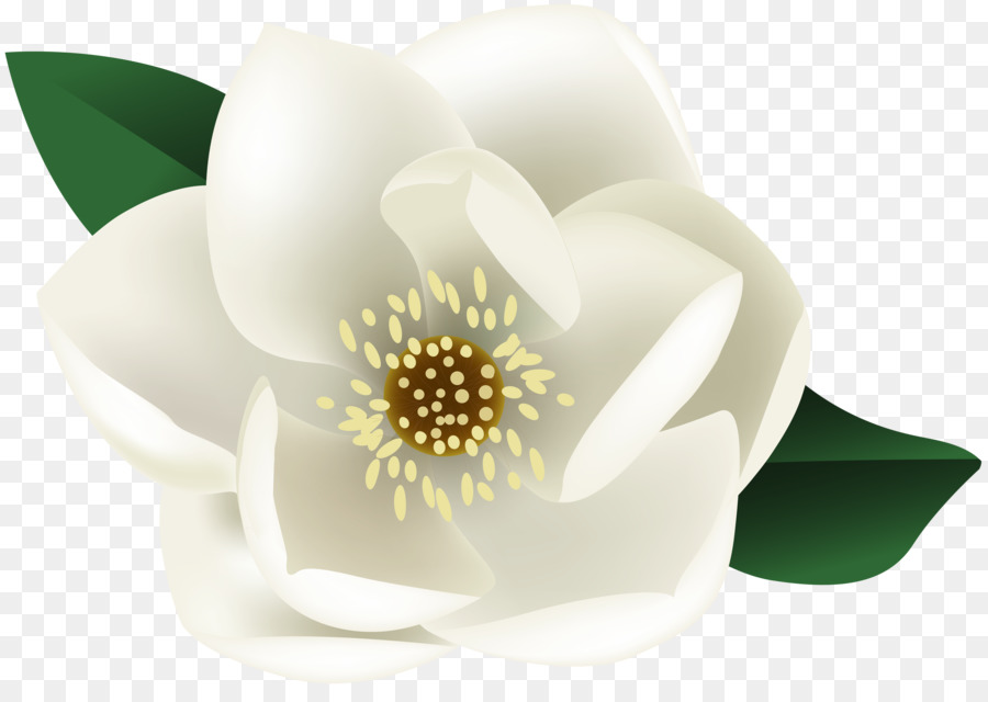 Flor，Fondo De Escritorio PNG