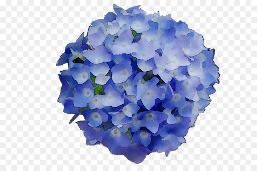 Hortensia，Pétalo PNG