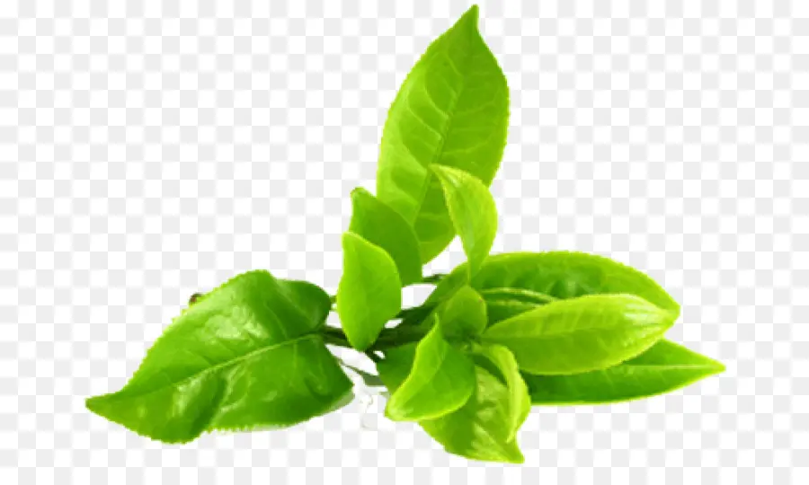 Té，Té Verde PNG