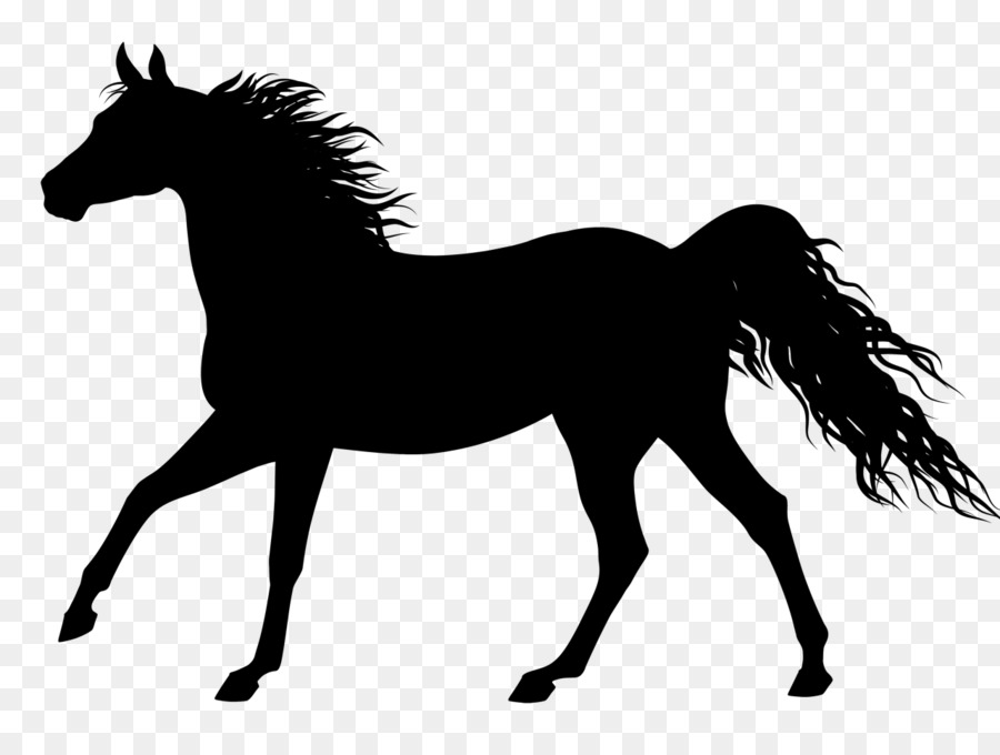 Caballo，Camiseta PNG