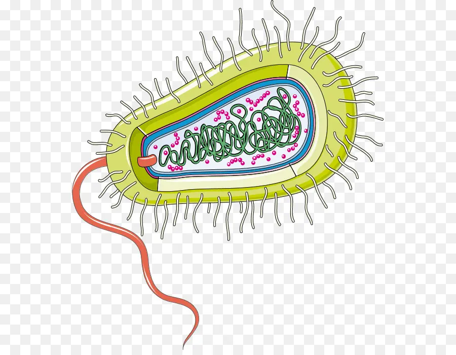 El Estreptococo Del Grupo A，Las Bacterias PNG