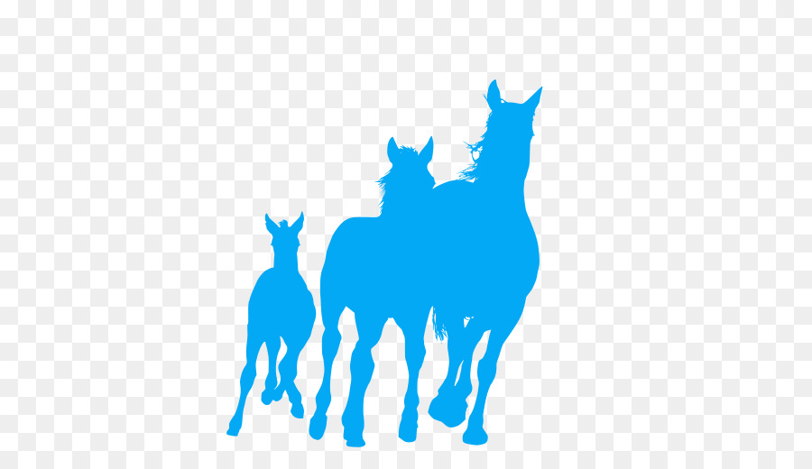 Caballo árabe，Potro PNG