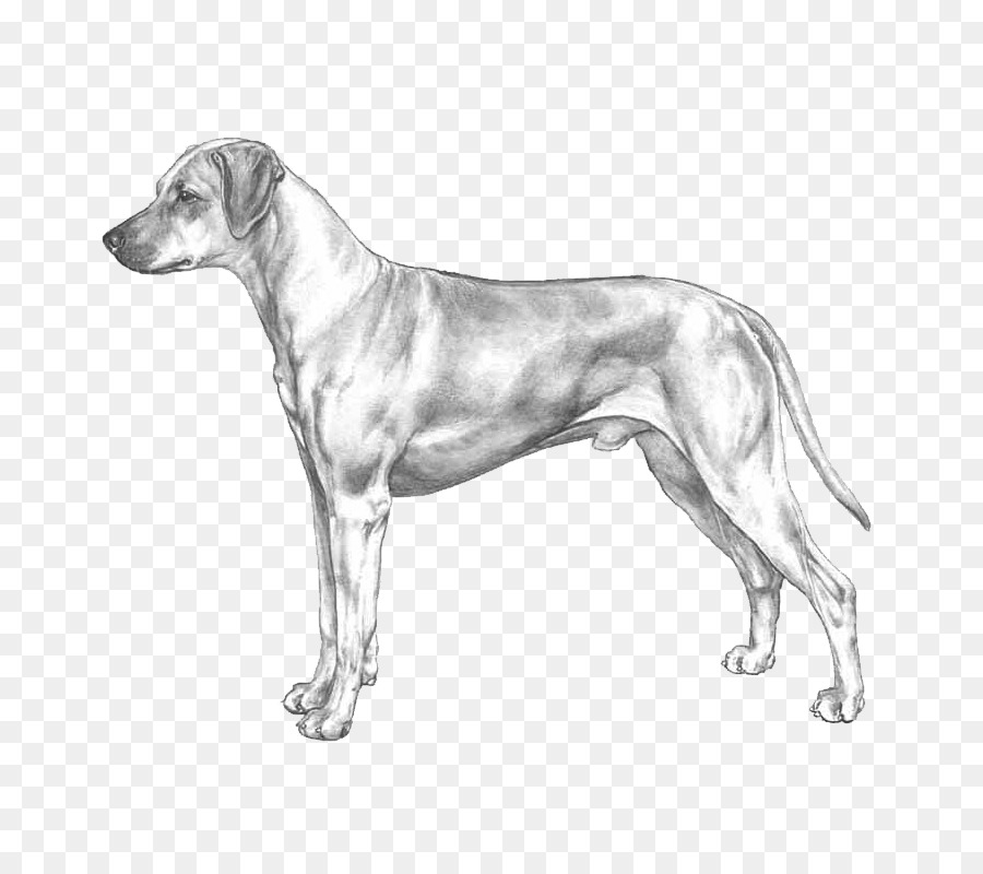 Raza De Perro，Ridgeback Ridgeback PNG