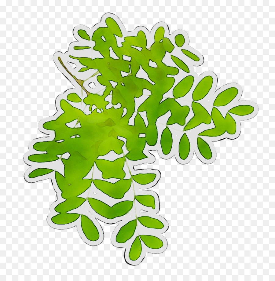 Hoja，Tallo De La Planta PNG