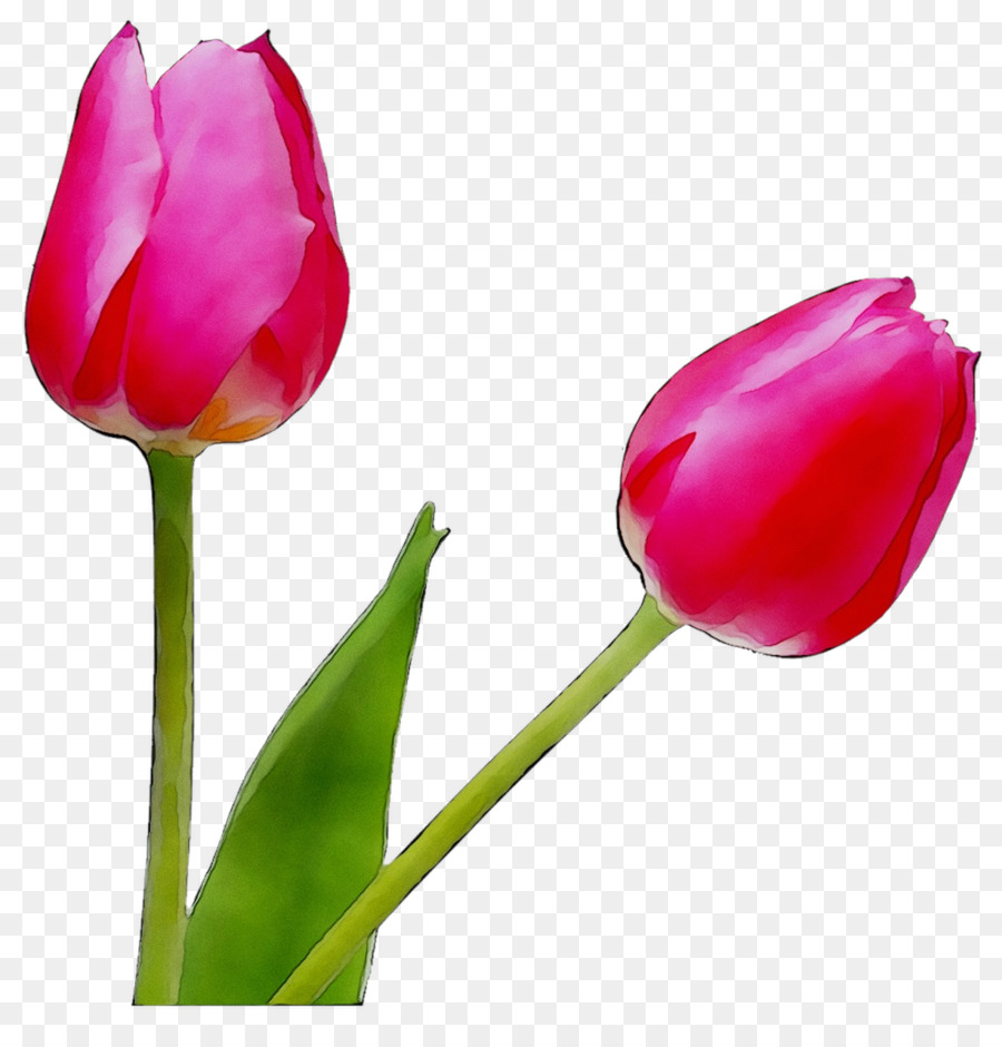 Tulipán，Planta PNG