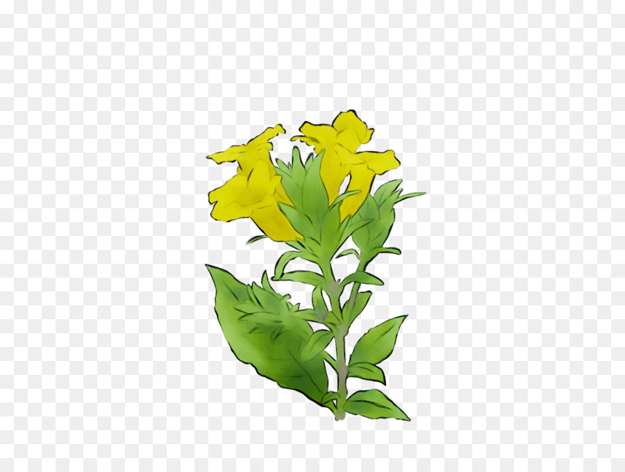 Hoja，Flor PNG