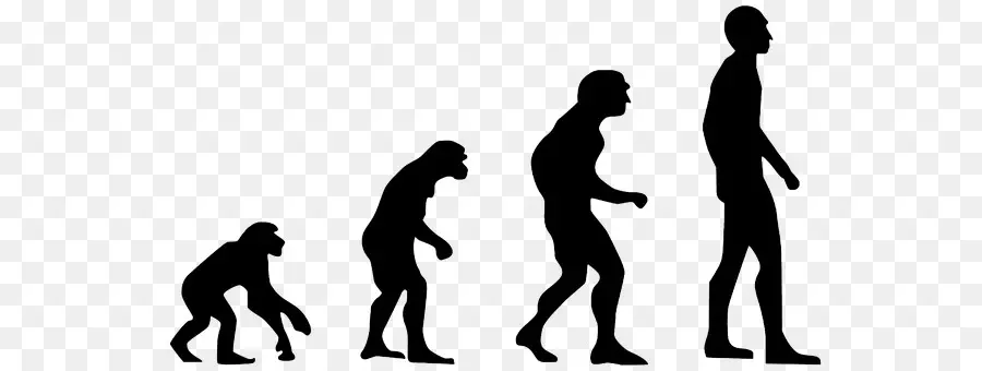 Primado，La Evolución Humana PNG